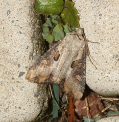 Lateroligia ophiogramma