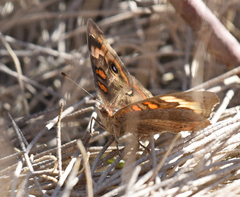 Junonia pacoma