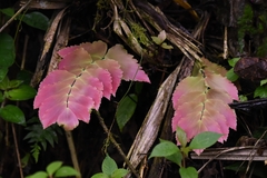 Adiantum macrophyllum
