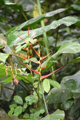 Heliconia latispatha
