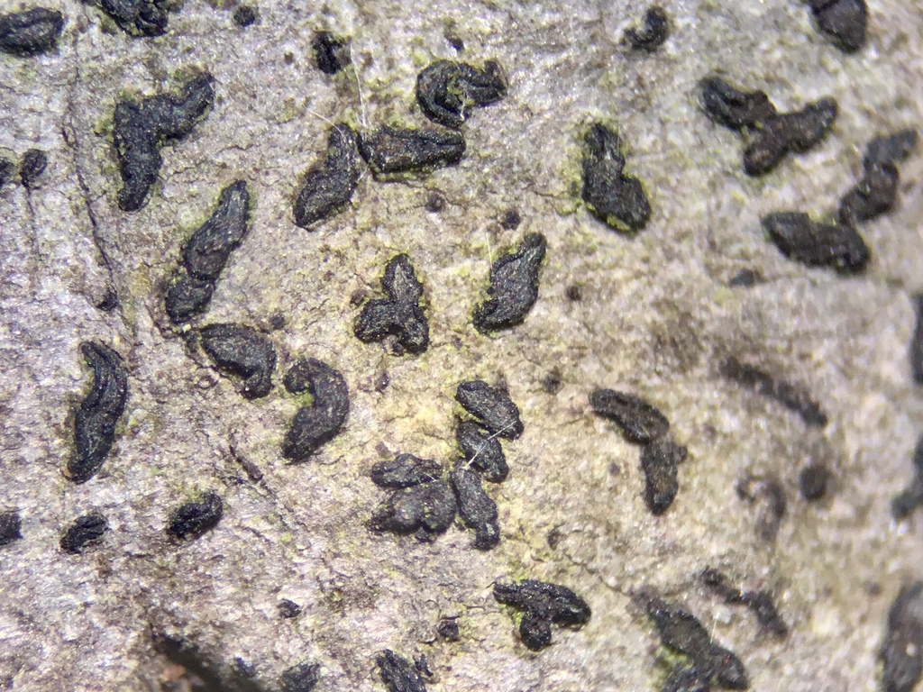 Lecanographaceae