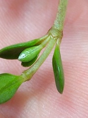 Coprosma perpusilla perpusilla