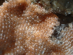 Schizoporella unicornis