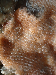 Schizoporella unicornis