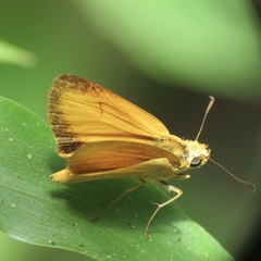 Zariaspes mythecus