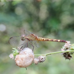 Erythrodiplax fervida