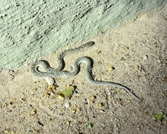 Dasypeltis scabra