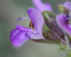 Salvia virgata