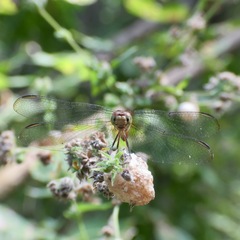 Erythrodiplax fervida