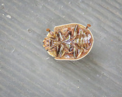 Paropsis intermedia
