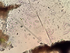 Alyxoria varia