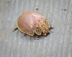 Paropsis intermedia