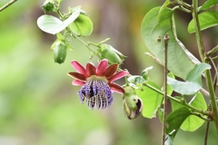 Passiflora alata