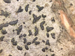 Alyxoria varia
