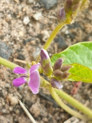 Glycine tabacina