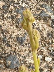 Glycine tabacina