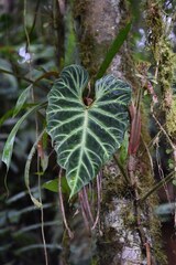 Philodendron verrucosum