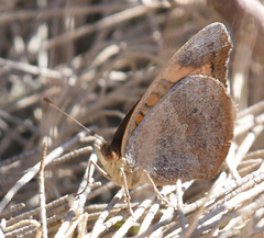 Junonia pacoma