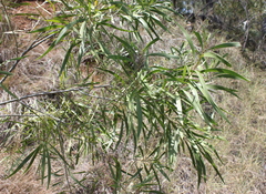 Acacia salicina