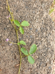 Glycine tabacina