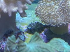 Acreichthys tomentosus