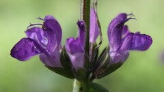 Salvia virgata