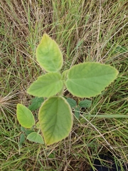 Sida cordifolia