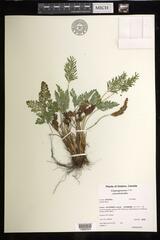 Cryptogramma acrostichoides