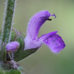 Salvia virgata