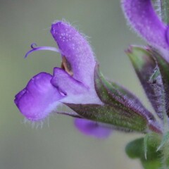 Salvia virgata