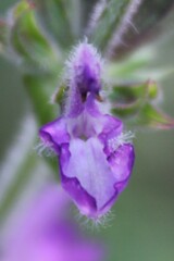 Salvia virgata