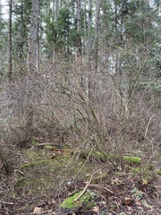 Oemleria cerasiformis