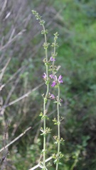 Salvia virgata