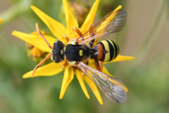 Nomada fucata