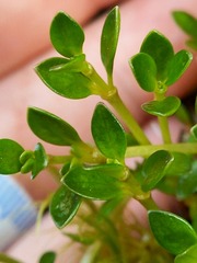 Coprosma perpusilla perpusilla