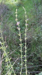 Salvia virgata