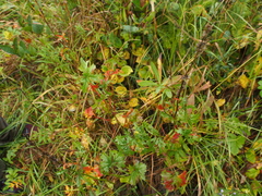 Sidalcea hendersonii