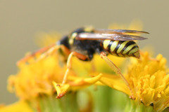 Nomada fucata