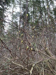 Oemleria cerasiformis