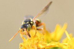 Nomada fucata