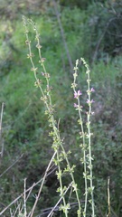 Salvia virgata