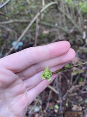 Oemleria cerasiformis