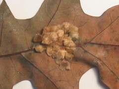 Callirhytis piperoides