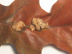 Callirhytis piperoides