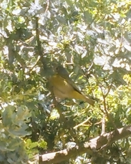 Leiothlypis ruficapilla