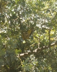 Leiothlypis ruficapilla