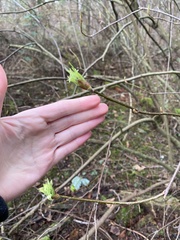 Oemleria cerasiformis