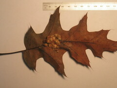 Callirhytis piperoides