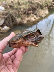 Sternotherus peltifer