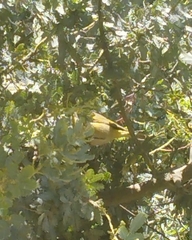 Leiothlypis ruficapilla